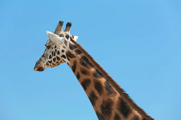 Closeup View Rothschild Giraffe Blue Sky — Stock Photo, Image