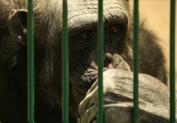 Closeup view of chimpanzee at enclosure in zoo — Stock Photo, Image