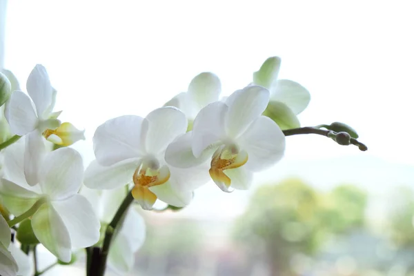 Indah bunga anggrek putih dekat jendela, dalam ruangan — Stok Foto
