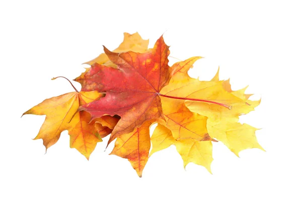 Hermosas hojas aisladas en blanco. Temporada de otoño — Foto de Stock