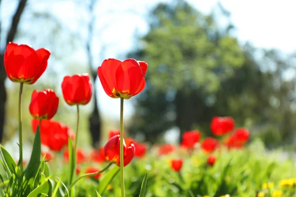 Blommande tulpaner utomhus på solig vårdag — Stockfoto