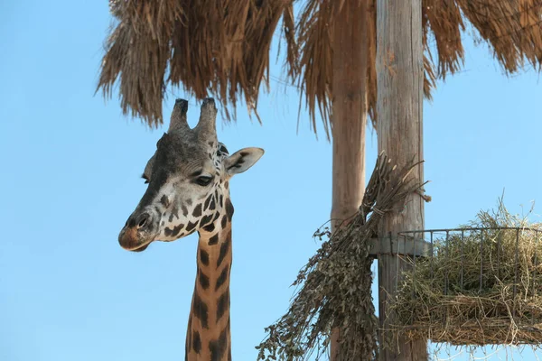 Girafe Rothschild à l'enceinte dans le zoo le jour ensoleillé — Photo