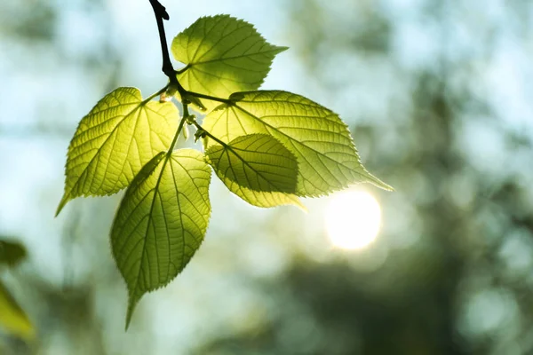 Rama Árboles Con Hojas Verdes Día Soleado — Foto de Stock