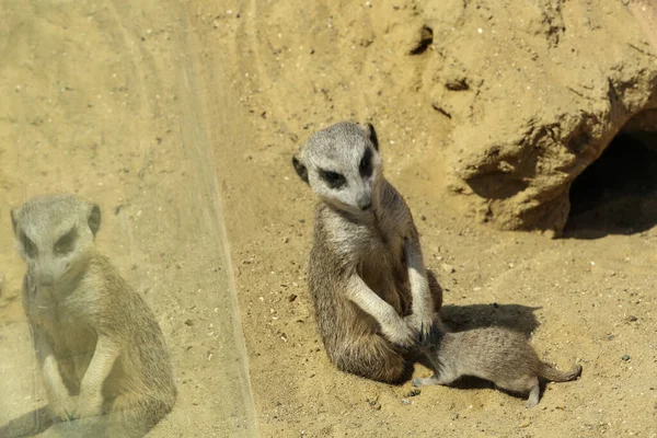 Jolies suricates à l'enceinte dans le zoo le jour ensoleillé — Photo