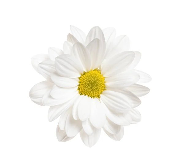 Bela flor crisântemo no fundo branco — Fotografia de Stock