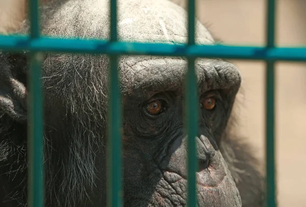 Closeup View Chimpanzee Enclosure Zoo — Stock Photo, Image