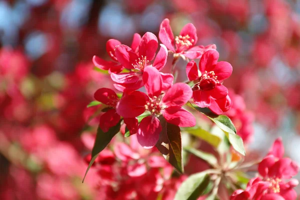Blommande Vårträd Rosa Blommor Närbild — Stockfoto