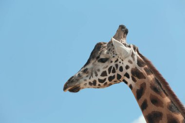 Rothschild zürafasının mavi gökyüzüne yakın görüntüsü