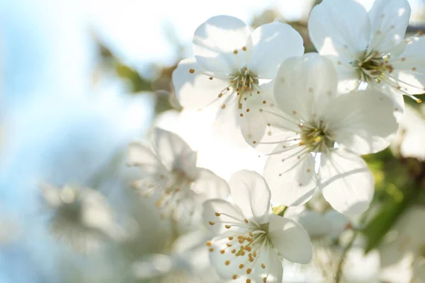 Çiçek açan kiraz ağacı, yakın plan — Stok fotoğraf