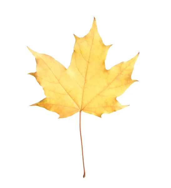 Beautiful leaf isolated on white. Autumn season — Stock Photo, Image