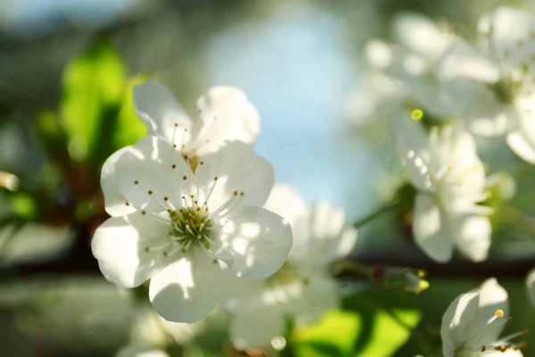 Cerejeira florescente, close-up — Fotografia de Stock