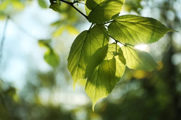 Rama Árboles Con Hojas Verdes Día Soleado — Foto de Stock