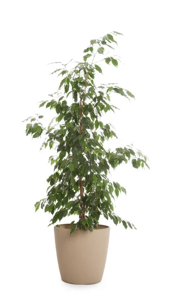 Pot Met Ficus Benjamina Plant Geïsoleerd Wit Home Decor — Stockfoto
