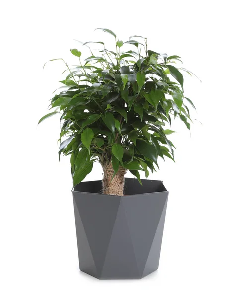 Hrnec Rostlinou Ficus Benjamina Izolovanou Bílém Domácí Dekorace — Stock fotografie