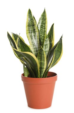 Sansevieria bitkisi olan tencere beyaza izole edilmiş. Ev dekoru