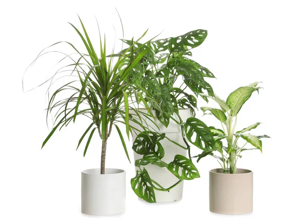 Pots Avec Différentes Plantes Exotiques Isolées Sur Blanc Décor Maison — Photo