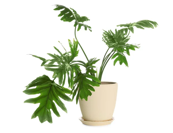 Potten Med Philodendron Selloum Anläggning Isolerad Vitt Inredning — Stockfoto