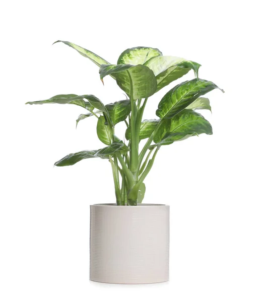 Kruka Med Dieffenbachia Växt Isolerad Vitt Inredning — Stockfoto