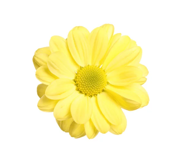 Beautiful yellow chrysanthemum flower on white background — Stock Photo, Image