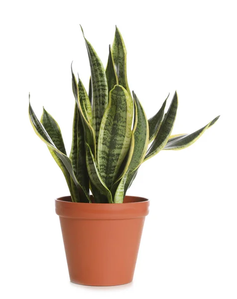 Maceta Con Planta Sansevieria Aislada Sobre Blanco Decoración Del Hogar — Foto de Stock