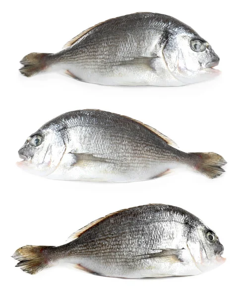 Set Fresh Raw Dorada Fish White Background — Stock Photo, Image