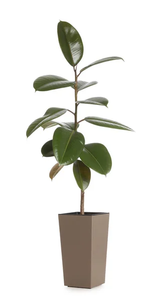 Hrnec Rostlinou Ficus Elastica Izolovaný Bílém Domácí Dekorace — Stock fotografie