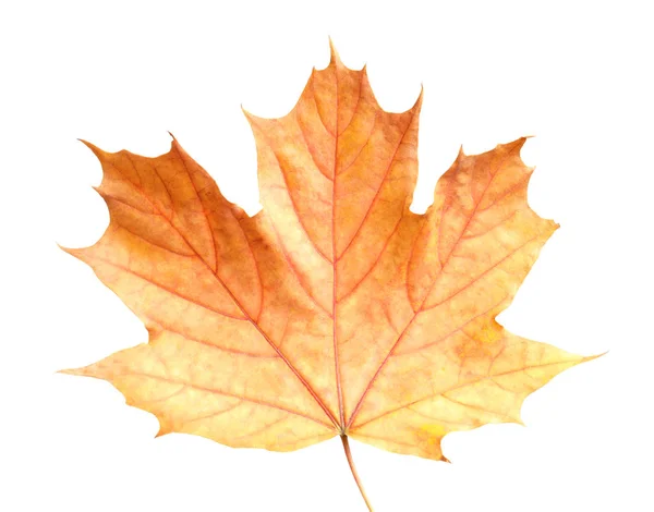 Beautiful leaf isolated on white. Autumn season — Stock Photo, Image