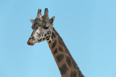 Closeup view of Rothschild giraffe against blue sky clipart