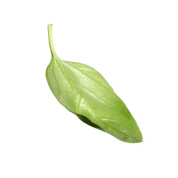 Fresh green basil leaf isolated on white — Stock Photo, Image