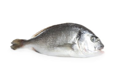 Taze çiğ dorada balığı beyazda izole edilmiş.