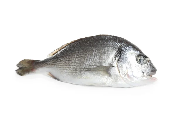 Свіжа Сира Риба Дорада Ізольована Білому — стокове фото