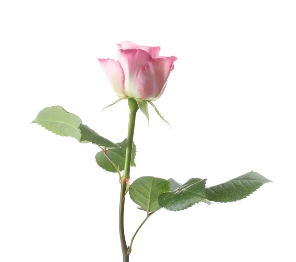 Beautiful fresh rose flower on white background Stock Picture