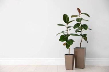 Ficuslar beyaz duvarın yanında, mesaj için yer var. Ev bitkileri