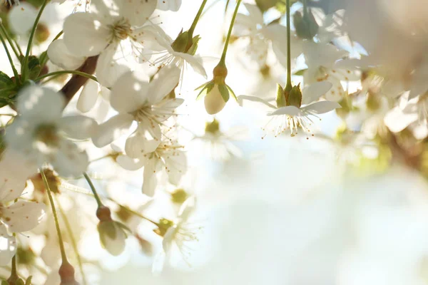 Blomstrende kirsebærtræ, closeup - Stock-foto