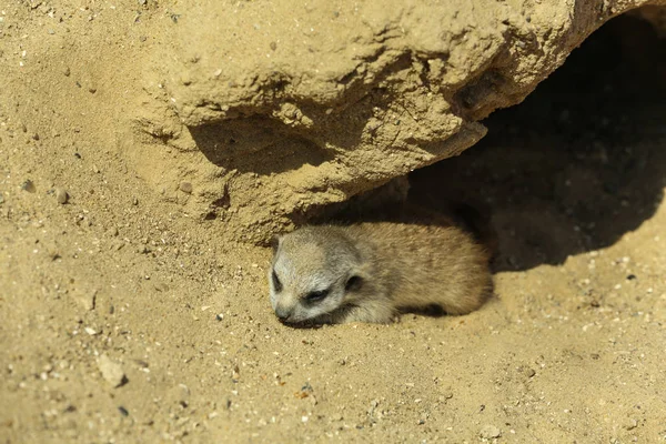 Bébé meerkat mignon à l'enceinte dans le zoo le jour ensoleillé — Photo
