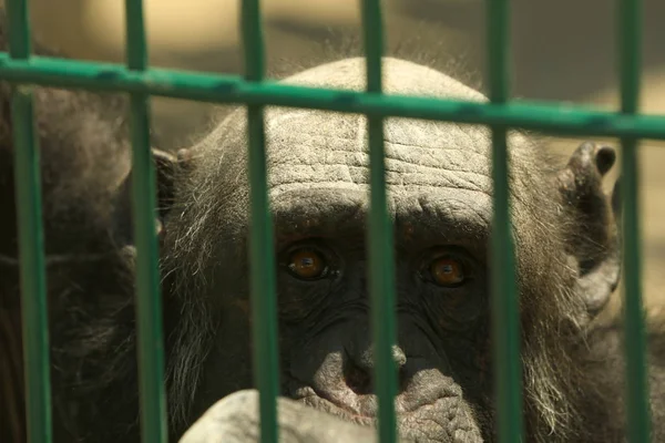 Closeup view of chimpanzee at enclosure in zoo — Stock Photo, Image