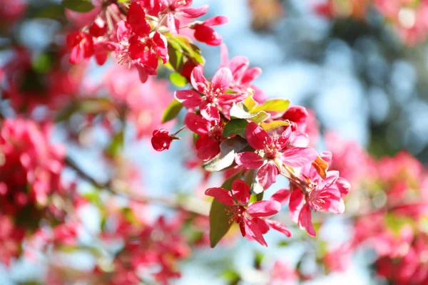 Blommande Vårträd Rosa Blommor Närbild — Stockfoto