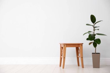 Ficus ve tabure beyaz duvarın yanında, yazı için yer var. Ev bitkileri