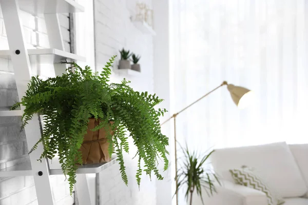 リビングルーム内の緑の家庭植物 — ストック写真