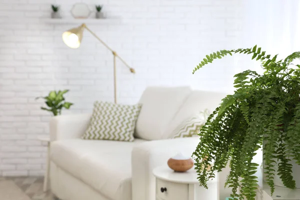 Plante Maison Verte Dans Salon Intérieur — Photo