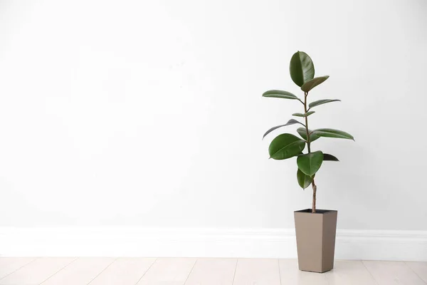 Ficus Lantai Dekat Dinding Putih Ruang Untuk Teks Tanaman Rumah — Stok Foto