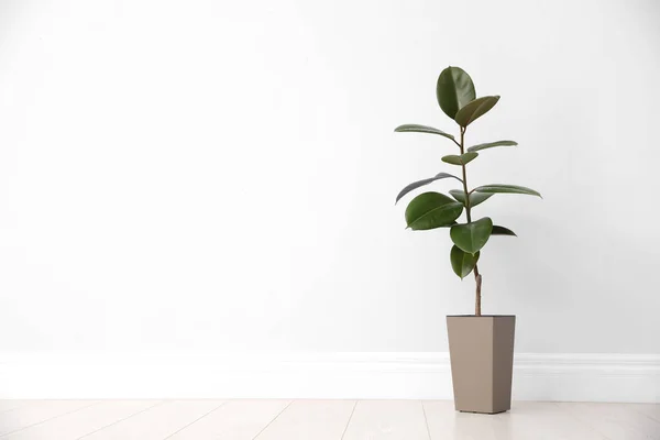 Ficus Chão Perto Parede Branca Espaço Para Texto Plantas Domésticas — Fotografia de Stock