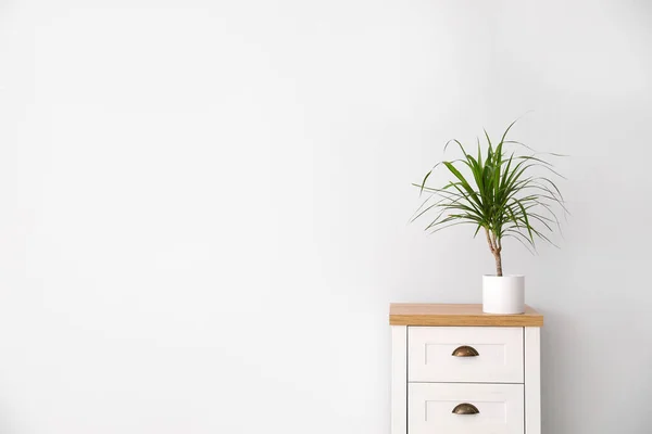 Dracaena Sur Commode Près Mur Blanc Espace Pour Texte Plantes — Photo