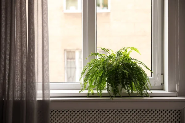 Prachtige Potplant Vensterbank Thuis — Stockfoto