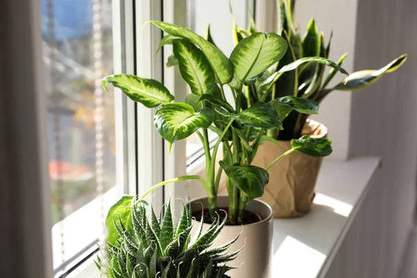 Tumbuhan Pot Yang Berbeda Dekat Jendela Rumah — Stok Foto
