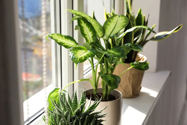 Diferentes Plantas Maceta Cerca Ventana Casa —  Fotos de Stock