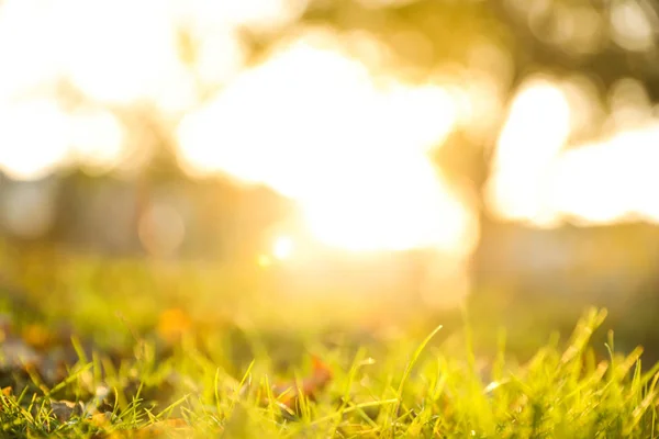 Gevallen Bladeren Groen Gras Het Park Bokeh Effect — Stockfoto