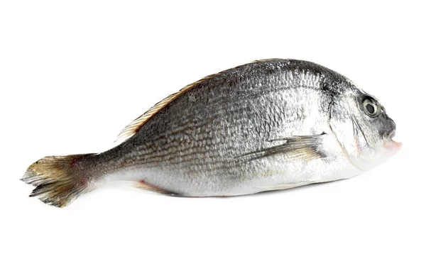Świeże Surowe Ryby Dorada Izolowane Białym — Zdjęcie stockowe