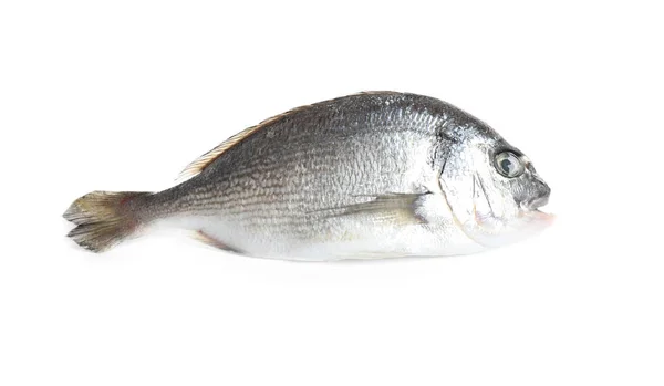 白で隔離された新鮮な生ドラダ魚 — ストック写真