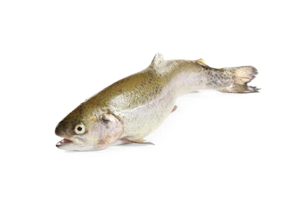 Rohe Forellenfische Isoliert Auf Weiß — Stockfoto